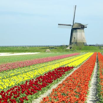 windmill with tulip field near Schermerhorn, Netherlands