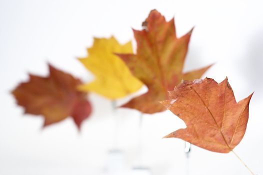 autumn leaves close up over white