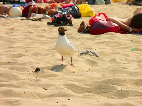 The seagull walks on a beach on which people sunbathe