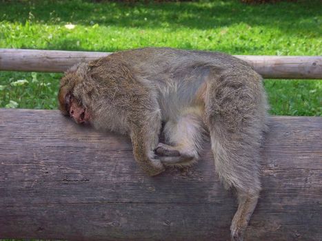 The monkey sleeps on a grey log