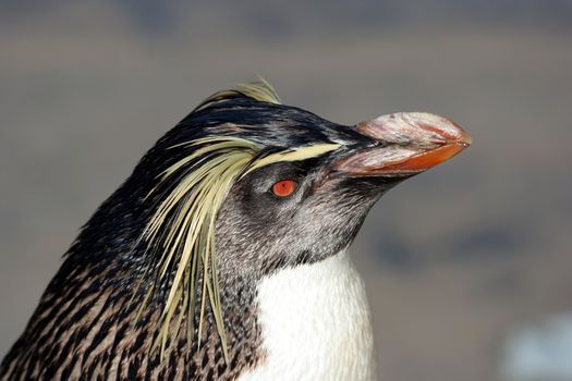 Beautiful rockhopper penguin with a red eye and powerful beak
