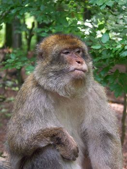 The thoughtful monkey on a background of a wood