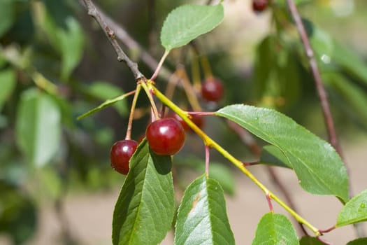 Close-up of pair cherries on a branch with leaves