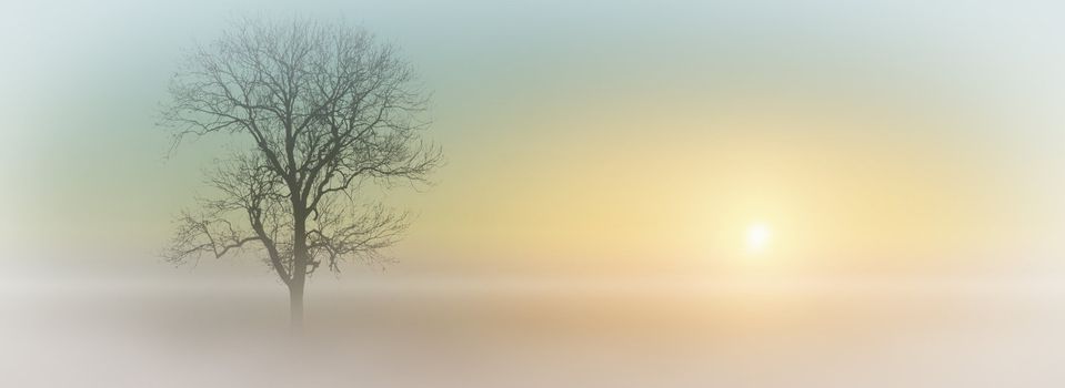 A misty sunrise with tree