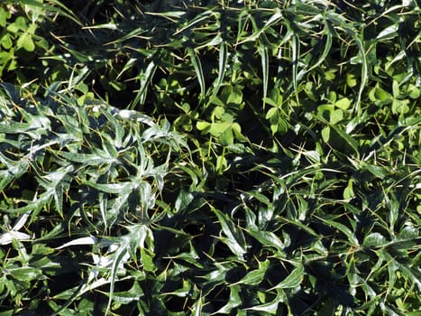 Wild green plants,weeds, and grass growing in an unattended field in Malta