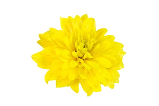 Single yellow flower isolated on white background
