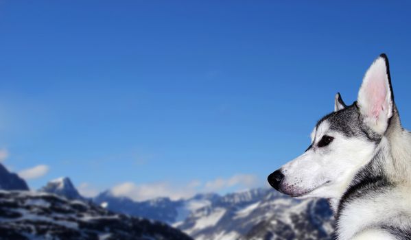 The reliable and loyal Siberian Husky, sled and working dog