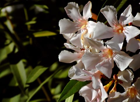 Flora Series - Images depicting various types of Mediterranean flowers