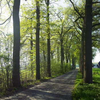 alley, County Netherlands