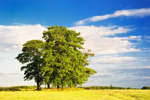 Group of trees in the middle of a vast yellow field