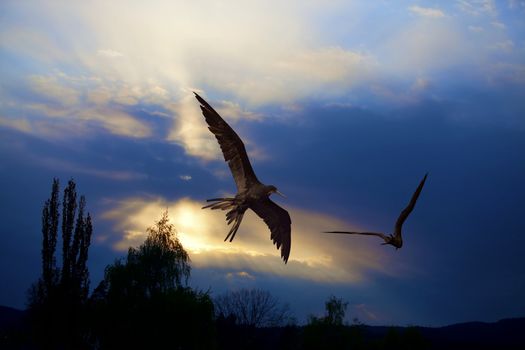 Birds flying in the sunset at Curacao