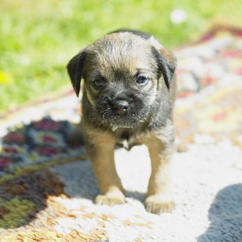 puppy (Border Terrier)