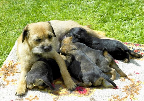 female dog with puppies (Border Terrier)