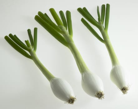 spring onions