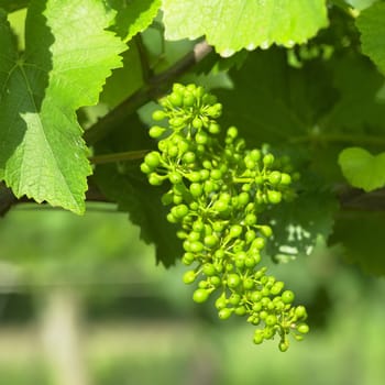 unripe grapevine, Czech Republic