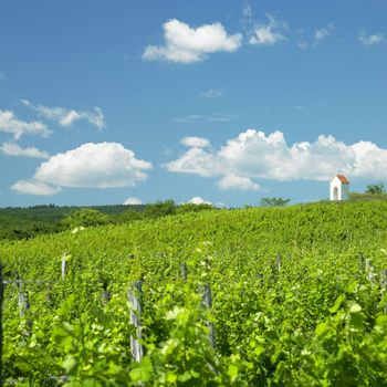 vineyard near Hnanice, Znojmo Region, Czech Republic