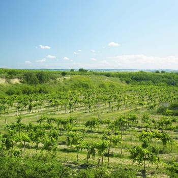 vineyard called Peklo, Znojmo Region, Czech Republic