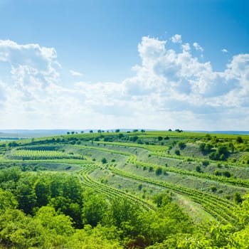 vineyard, Eko Hnizdo, Czech Republic