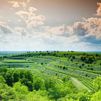 vineyard, Eko Hnizdo, Czech Republic