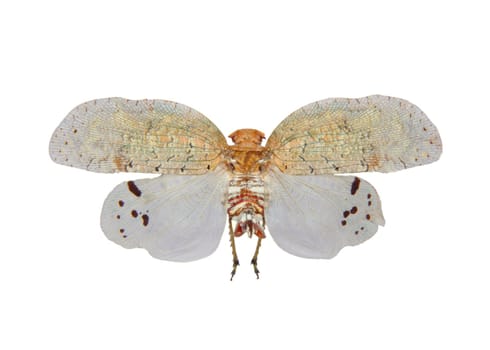 Tropical planthopper