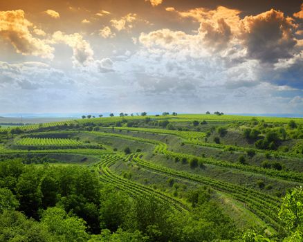 vineyard, Eko Hnizdo, Czech Republic