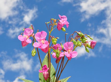 Himalayan balsam (Impatiens glandulifera)