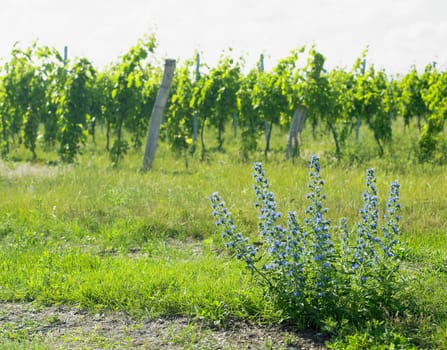 vineyards, Palava, Czech Republic