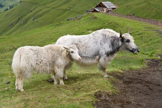 two white yaks on a pasture in italian alps