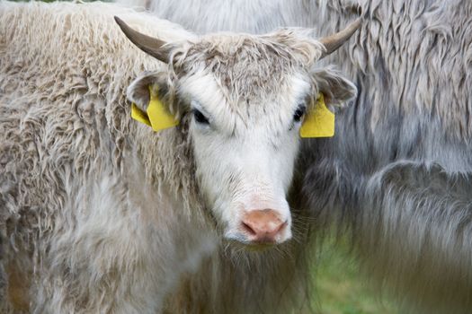 two white yaks on a pasture in italian alps