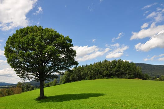 Solitary tree