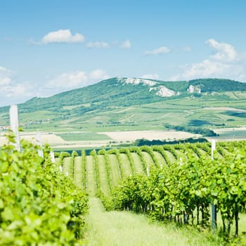 vineyards, Palava, Czech Republic