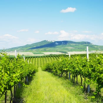 vineyards, Palava, Czech Republic