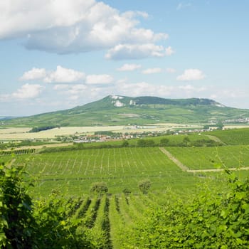 vineyards, Palava, Czech Republic