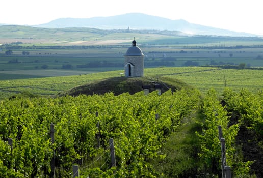 vineyards in Velke Bilovice region, Czech Republic