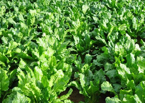 Field with sugar beet