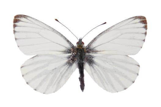 Green-veined White (Pieris napi)