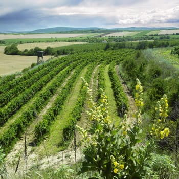 vineyard, Eko Hnizdo, Czech Republic