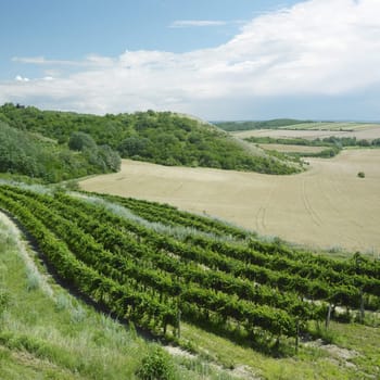 vineyard, Eko Hnizdo, Czech Republic