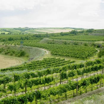 vineyards, Eko Hnizdo, Czech Republic