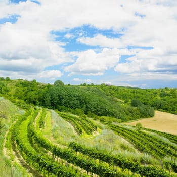 vineyards, Eko Hnizdo, Czech Republic