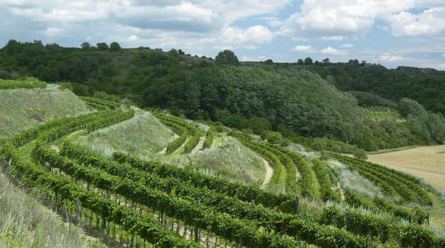 vineyards, Eko Hnizdo, Czech Republic