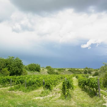 vineyard, Eko Hnizdo, Czech Republic