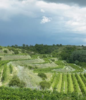 vineyards, Eko Hnizdo, Czech Republic