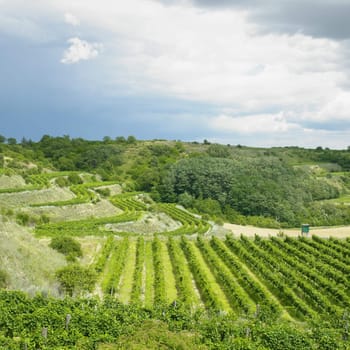 vineyards, Eko Hnizdo, Czech Republic