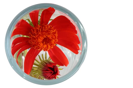 Brightly red flower in a high glass, a picture is made from above.