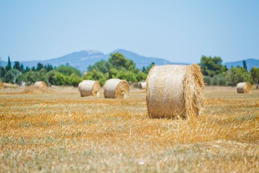 Yellow haystack on a field. Majorca, Spain