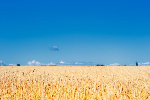 Yellow meadow of the wheat on the farmland