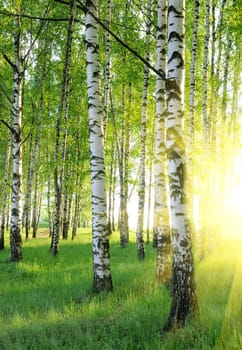 birch trees in a summer forest under bridht sun