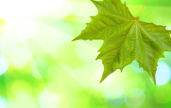 Beautiful green leaves with green background in spring