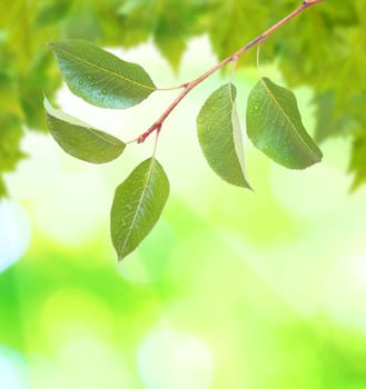 Beautiful green leaves with green background in spring